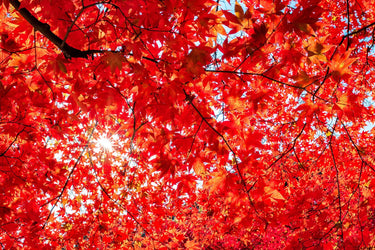 10 RED JAPANESE MAPLE Tree Bloodgood Ornamental Acer Palmatum Seeds